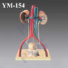 HUMAN URINARY SYSTEM ON STAND