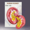 HUMAN KIDNEY