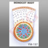 The model of monocot root