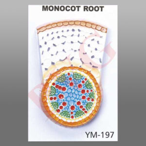 The model of monocot root