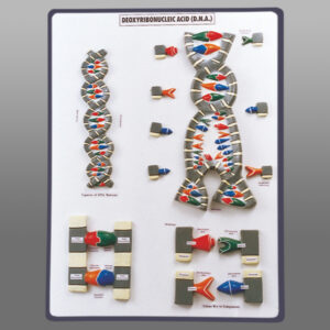 DNA MODEL