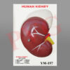 HUMAN KIDNEY