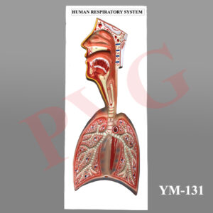 HUMAN RESPIRATORY SYSTEM