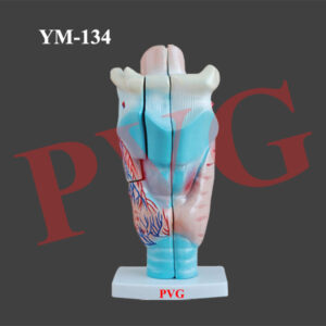 MAGNIFIED HUMAN LARYNX MODEL