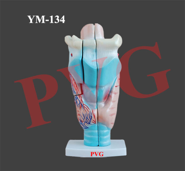 MAGNIFIED HUMAN LARYNX MODEL