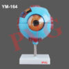 MODEL OF HUMAN EYE