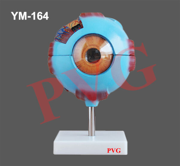 MODEL OF HUMAN EYE