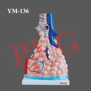 MODEL OF HUMAN LARYNX, TRACHEA AND BRONCHI