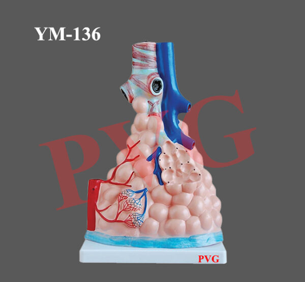 MODEL OF HUMAN LARYNX, TRACHEA AND BRONCHI