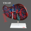 MODEL OF LIVER