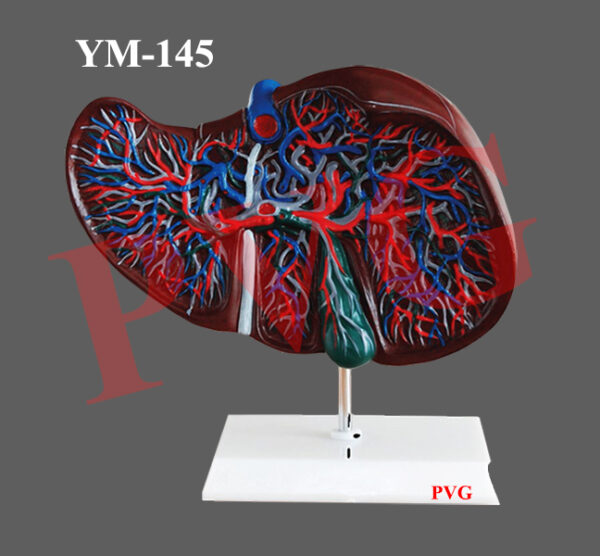 MODEL OF LIVER