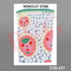 MONOCOT STEM