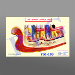 MODEL OF HUMAN LOWER JAWS