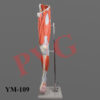 Life size, free standing,dissectable model depicting muscles arteries and veins.