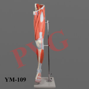 Life size, free standing,dissectable model depicting muscles arteries and veins.