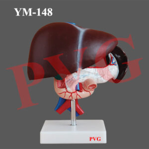 MODEL OF HUMAN LIVER, PANCREAS AND DUODENUM