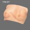 BREAST EXAMINATION MODEL