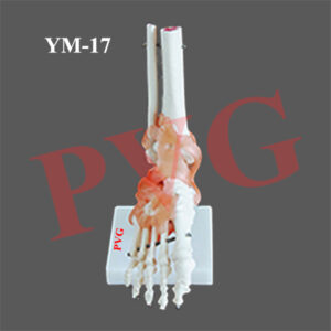 MODEL OF FOOT JOINT WITH LIGAMENTS LIFE SIZE D