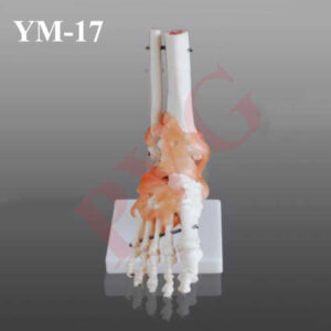 FOOT JOINT WITH LIGAMENTS LIFE SIZE D