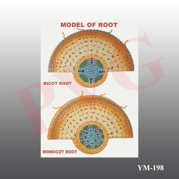 Dicot and monocot roots