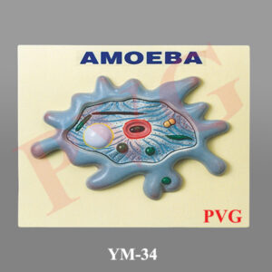 AMOEBA