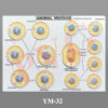 ANIMAL MEIOSIS SET