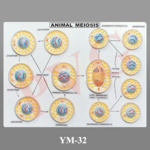 ANIMAL MEIOSIS SET