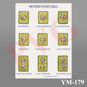 PLANT MITOSIS SET