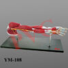 Life size, dissectable into various parts to show the muscles, arteries and veins . On stand.
