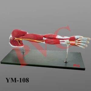 Life size, dissectable into various parts to show the muscles, arteries and veins . On stand.