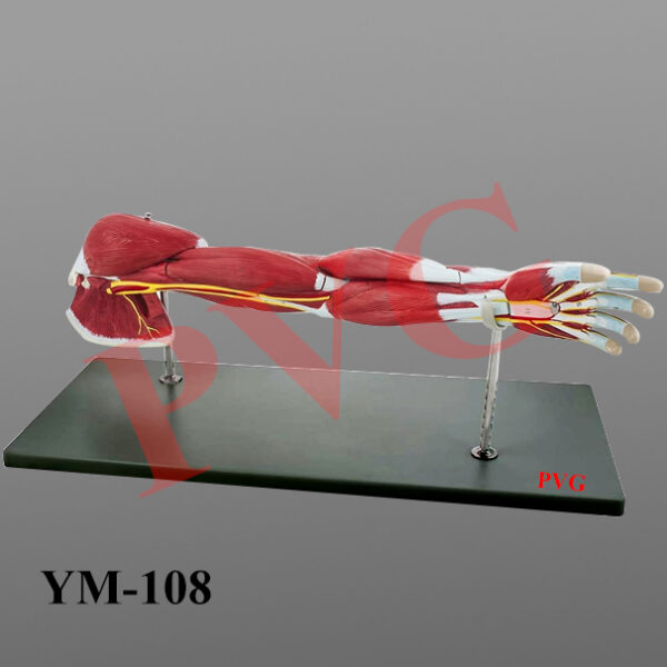Life size, dissectable into various parts to show the muscles, arteries and veins . On stand.