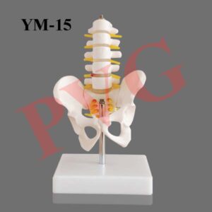 MODEL OF FEMALE PELVIS